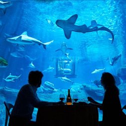 Предложение в океанариуме Предложение в океанариуме